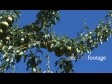 Pears on Tree 2 1233